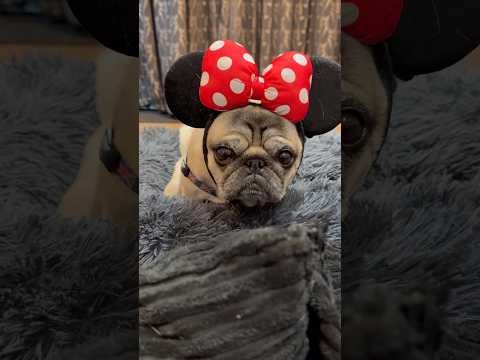 I’ve got a SECRET! 🥰 #dogs #pugdog #dogcostume