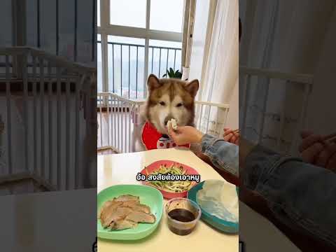 น้องก็อยากจะแซ่บบ้าง #สัตว์โลกน่ารัก