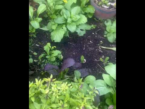 Admiringmylittlegarden!