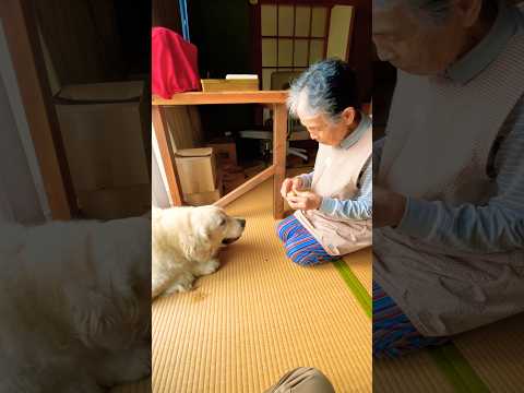病み上がりのばあやんからもらった新じゃがが美味し過ぎました。