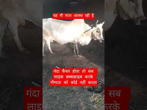 यह गौ माता आलश रही है #13million #cow #farming #100millon #gaumata #motivation