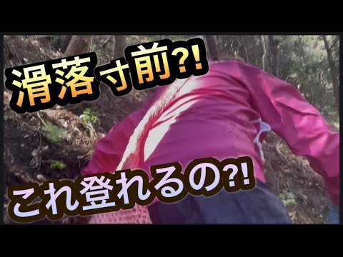 73歳の山菜採りが想像以上だった！9種類の山菜採り❣️2026年4月11日
