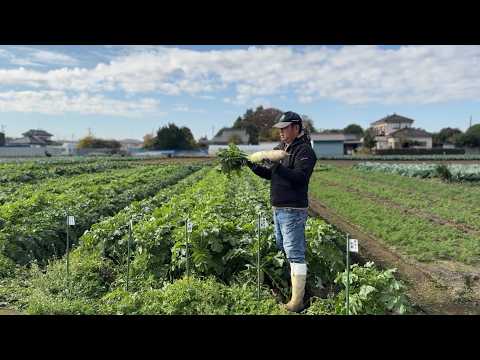 畑での野菜セットを始めました　25/11/22