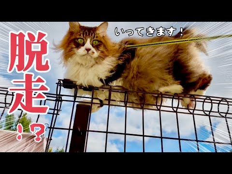 大人しかった保護猫がまさかの脱走⁉️【元野良猫まるとら&ぽこまる】