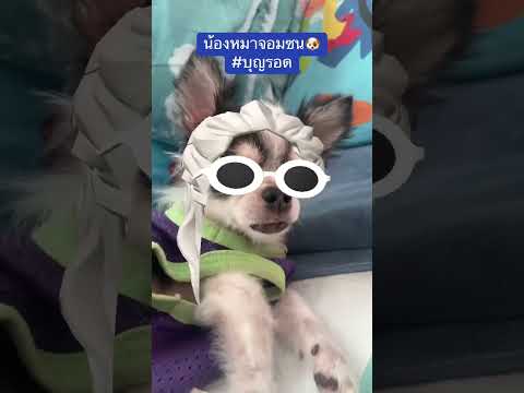 #บุญรอด #น้องหมาจอมซน🐶💫❤️#บุญรอดเป็นหมาตลก😆😆🐶