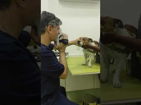 Refração: já pensou que seu pet pode ser míope, hipermetrope e/ou apresentar astigmatismo?
