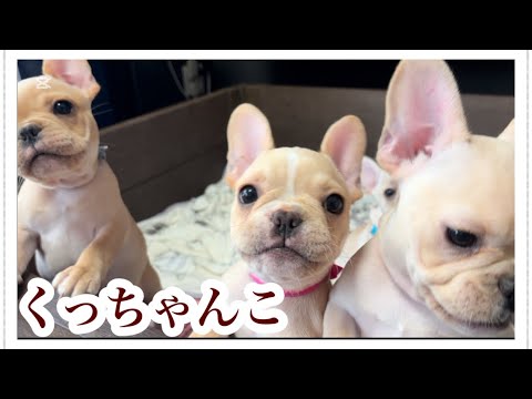 【実録】フレブル幼稚園、開園5秒で崩壊の巻(子犬)