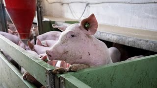 Thumbnail for the video "The Save Our Bacon Act Targets Pig Welfare in Pork Industry" from Bloomberg Television