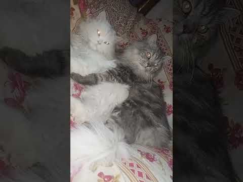 Mr Jimmy & Mr Timmy #shortsfeed #cat #ytshorts