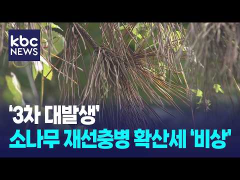 '3차 대발생' 소나무재선충병 확산세에 <strong>전남광주</strong> '비상' / KBC뉴스