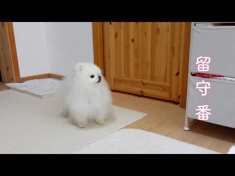 帰ってこない飼い主を心配したポメラニアンの不思議な行動
