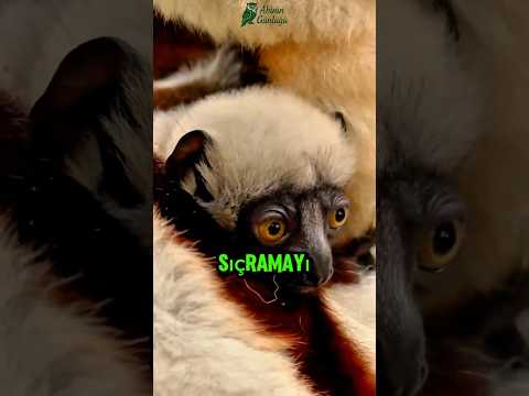 Sifakalar: Madagaskar'ın Sevimli Zıplayan Maymunları İnanılmaz Özellikleri ve Yaşam Alanları #doğa