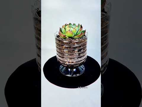 DIY Recycle Plastic Bottle For Plants Flower indoor #diy #plants #flowers #garden #2025 #shorts