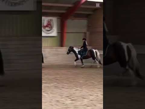 Connie Molly❤️ #shorts  #horse #equestrian #equestrianjourney  #horseriding #heste #pony #dressage