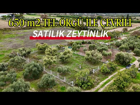 ‼️Düşük Bütçeyle Yüksek Yatırım Yapma Fırsatı ‼️650 m2 Tel Örgülü Satılık Zeytinlik / No:409