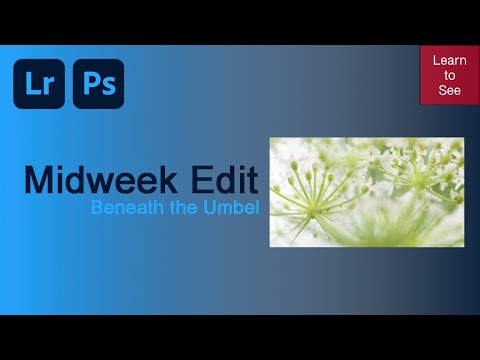 Midweek Edit - Beneath the Umbel