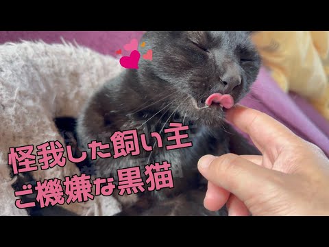 飼い主が怪我して引きこもりになってから黒猫の機嫌がいい