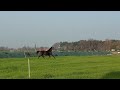 حصان الفروسية Bon Bravour fokmerrie/dressuurmerrie