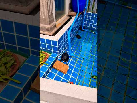 Если мужчина ничего вам не дарит #цитатыстетхема #стэтхэмюмор #стетхем #смешныецитаты #шортс