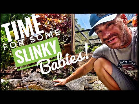 Slinky is getting a Girlfriend! Slinky is finally getting a girlfriend. We've been waiting for the right sized Asian water monitor l