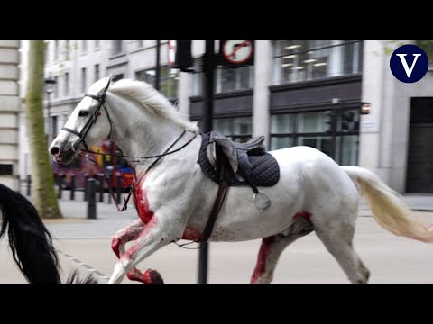 Cinco caballos, uno de ellos ensangrentado, siembran el caos I LONDRES I La Vanguardia