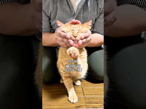 世界一かわいい猫の運命と日常を詳しく解説 サムネイル