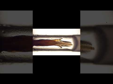 Watch these honey bee tongues act as either spoons or straws, depending on the flower