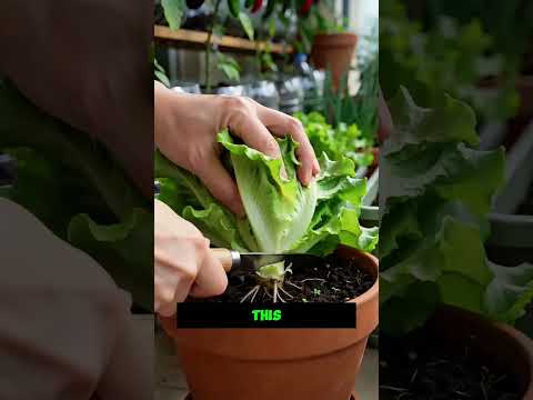 Harvest Lettuce Without Pulling the Roots 🥬🌱 Try This Regrowing Method||#LettuceGrowing #Gardening