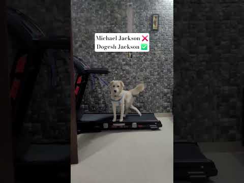 Dog walking on hind paws on a treadmill #dogshorts #funny #dogvideos #puppy