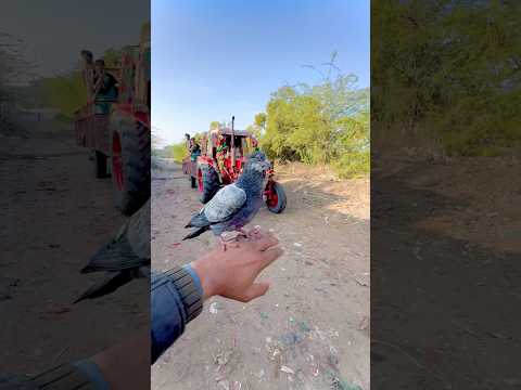 Kabootar time pe uda hath pe bitha 🔥😍#shortvideo #youtubeshorts #shorts