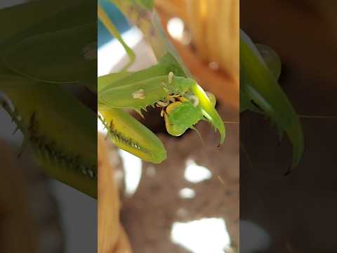 Богомол сожрал беременную муху 🪰