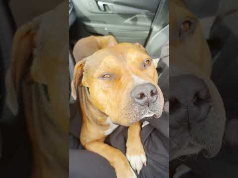 This Injured Pittie Knew Exactly Who To Ask For Help | The Dodo