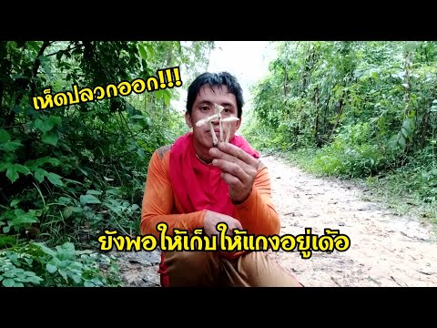 เก็บเห็ดปลวก-หลังฝนตกใหม่-ถึงบ เก็บเห็ดปลวก-หลังฝนตกใหม่-ถึงบ