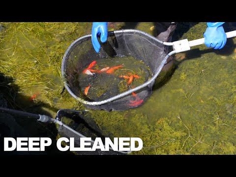 Step-by-Step: Deep Cleaning a Neglected Koi Fish P Is your koi pond covered in algae and looking murky?  Watch as Yvo, the Koi Partner and professional