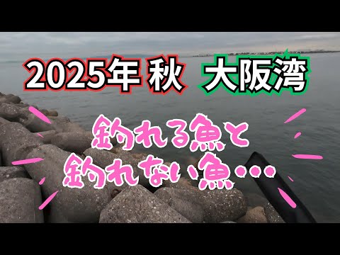 秋の釣りの風物詩が見られない大阪湾は寂しい