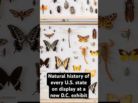 The natural history of every U.S. state is on display at a new D.C. exhibit | Science News
