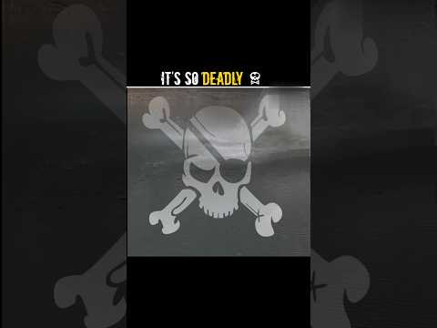 How this Person Survives With Bunjee Jumping