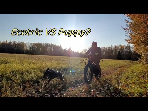 Can an Ecotric e-bike keep up with a puppy?