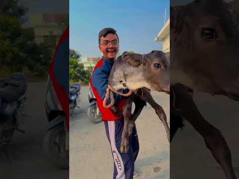 Lala Lori 😳👍 #shorts #funny #shortvideos #trending #bnkimasti