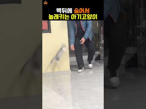 벽뒤에 숨어서 놀래키려는 <strong>아기고양이</strong>