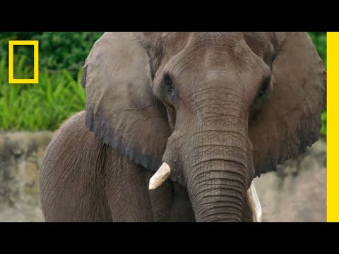 Elephant's 40th Birthday Party | Making Mac a Birthday Cake | Magic of Disney's Animal Kingdom