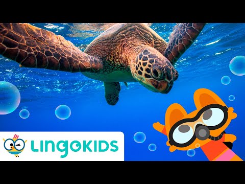UNDER THE SEA SONG 🐚 🎶  Sea Animals Songs for kids | Lingokids