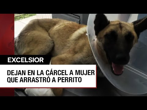 Crueldad animal: Se recupera perrito que fue arrastrado en Jalisco