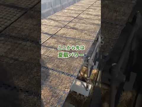 全種類完了 #shorts #ネギ