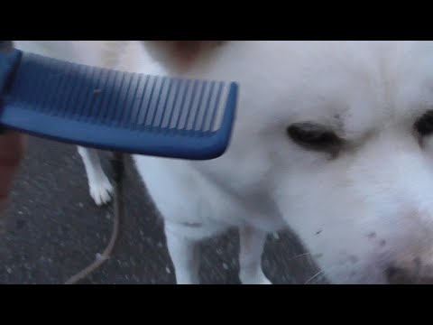 【秋田犬ゆうき】お散歩グッズ色々あれど今の時期に手放せないのは折りたたみコームです【akita dog】