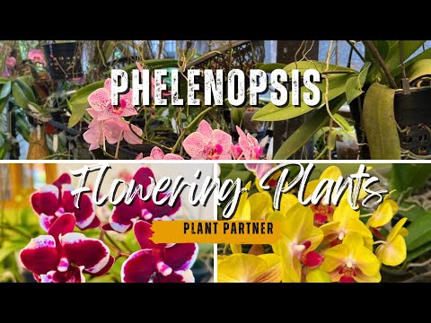 പൂക്കളോടു കൂടിയ ഓർക്കിഡ് || Phelenopsis Flowering Plants || Plant Partner