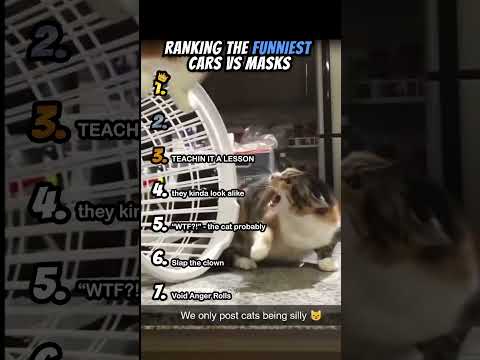 Ranking Funniest Cats Reactions To Masks Part 1 #shorts #catshort #catrank #ranking