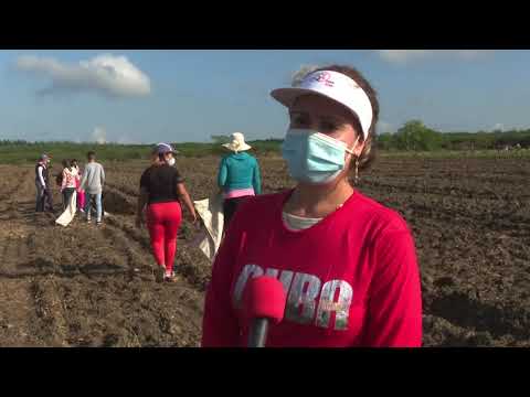 Cuba: Trabajos voluntarios por natalicio de Vicente García