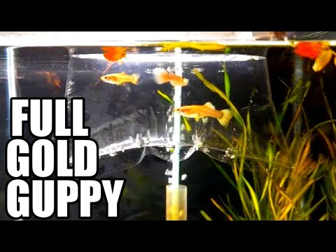 Is this the most EXPENSIVE Guppy?! Full Gold Guppy Full Gold Guppy

I lost some of my guppies. So I bought some. It is called Full gold guppy.

#guppy
