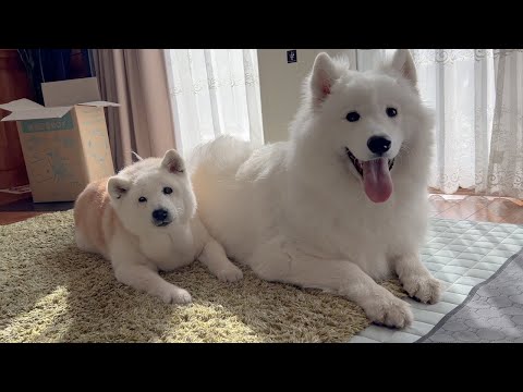 柴犬あいたんとサモエドあいすの夏のライブ配信をお楽しみください サムネイル